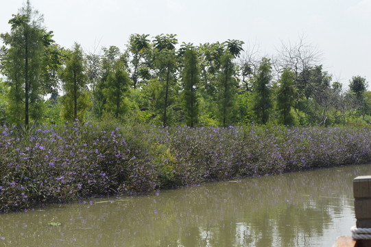 水鄉(xiāng)風(fēng)景
