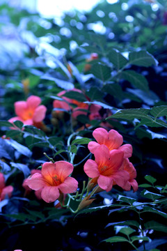 凌霄花