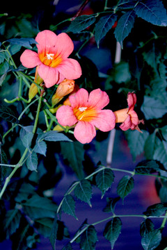凌霄花