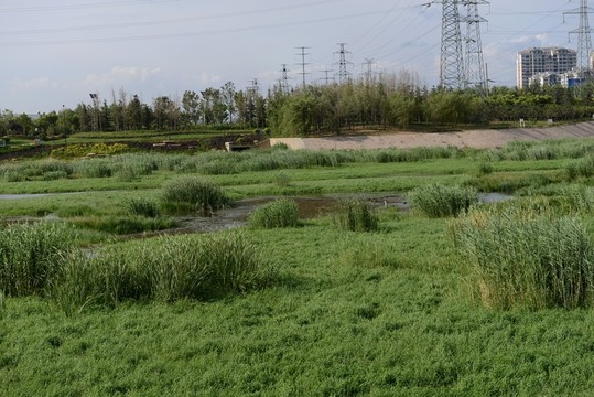 濕地