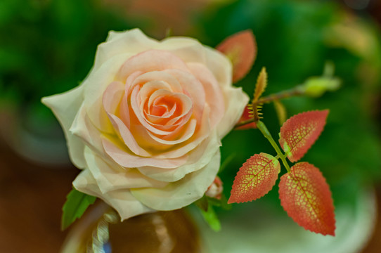玫瑰花