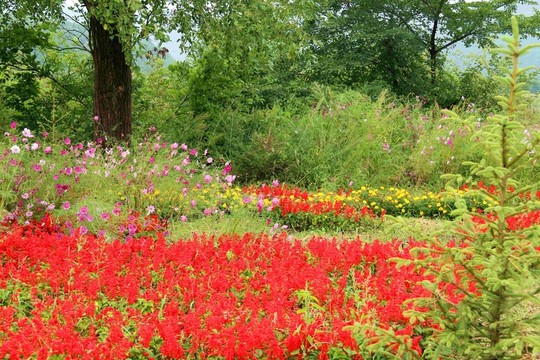 林中花園