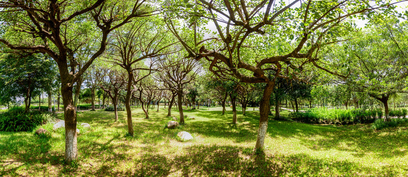 陽(yáng)光樹(shù)林全景圖