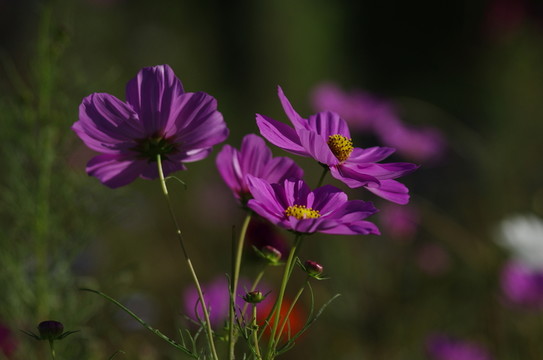 波斯菊