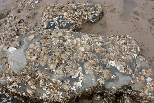 海里石頭