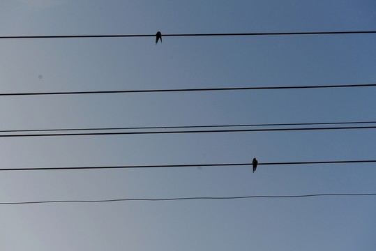 電線與燕子