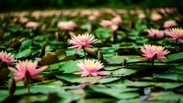 蓮花池