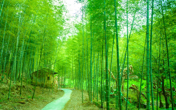 竹林小路