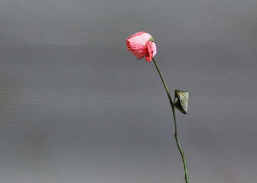 玫瑰花枝