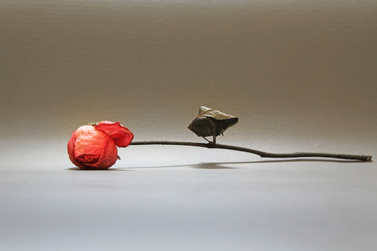 玫瑰花枝