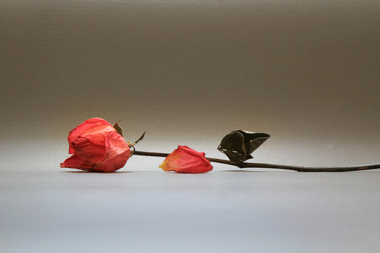 玫瑰花枝