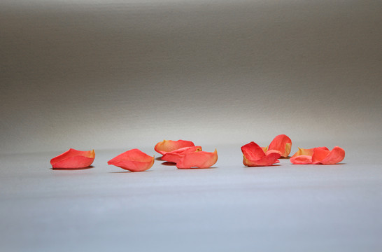 鮮花花瓣