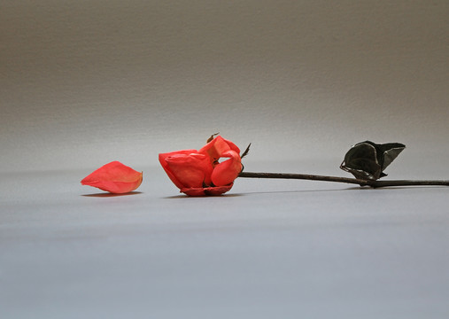 花枝花瓣