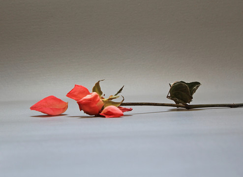 玫瑰花瓣