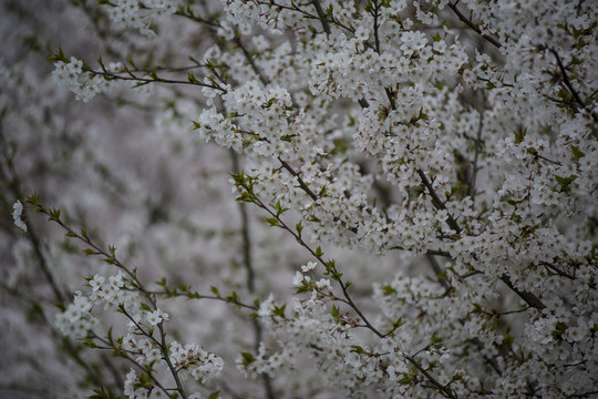 櫻花時節(jié)