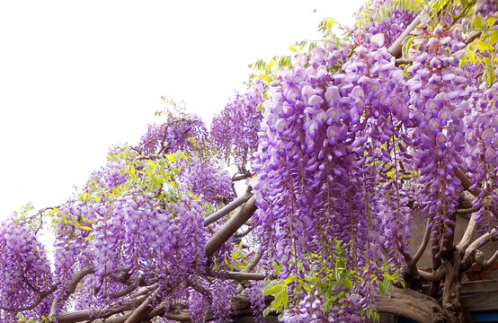 紫藤花 紫色花