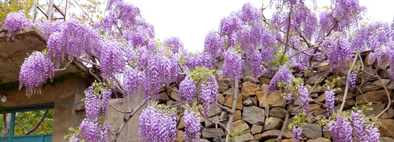 紫藤花 紫藤樹