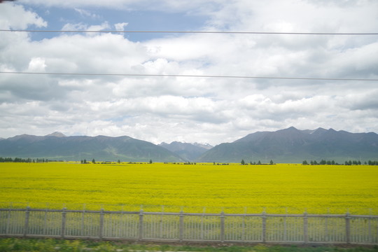 油菜花地