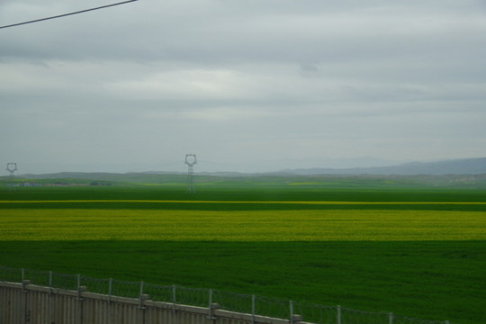 草原和油菜