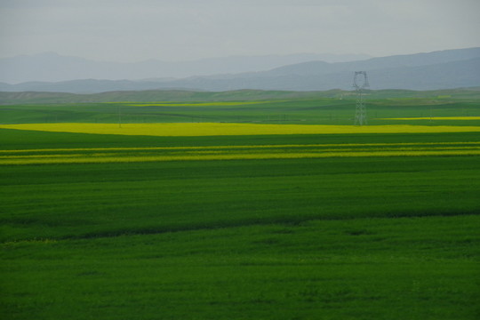 草原和油菜