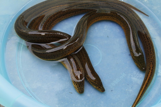 黃鱔 鱔魚 魚類