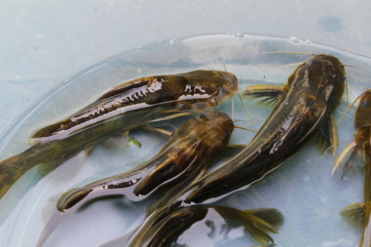 昂刺魚 野生 活魚