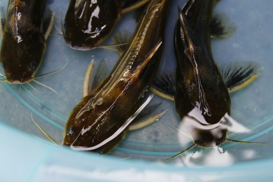 野生昂刺魚 昂刺魚