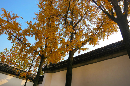 獅子林