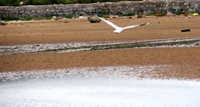 海鷗飛翔