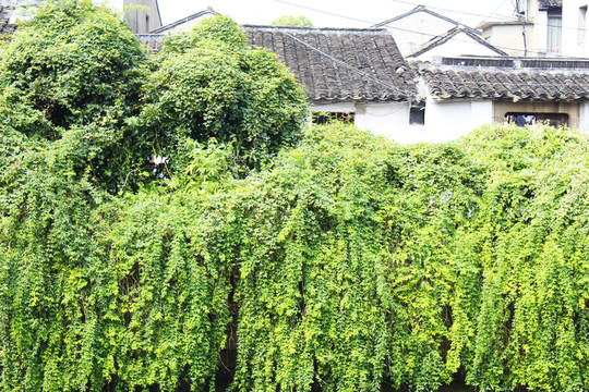 平江路 古建筑 蘇州