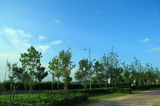 東戴河新區(qū) 綠化