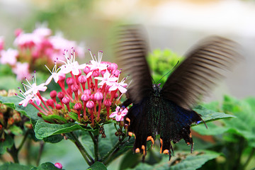 蝶戀花