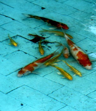 錦鯉