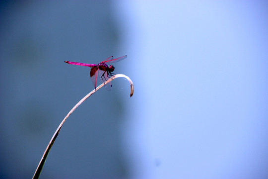 紅蜻蜓