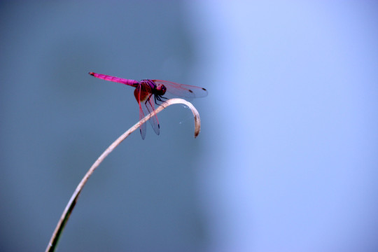 紅蜻蜓