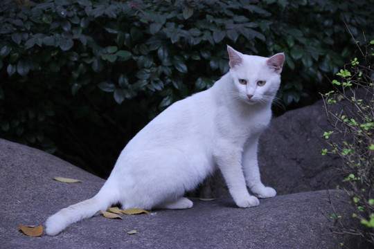 白貓