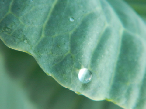 水珠