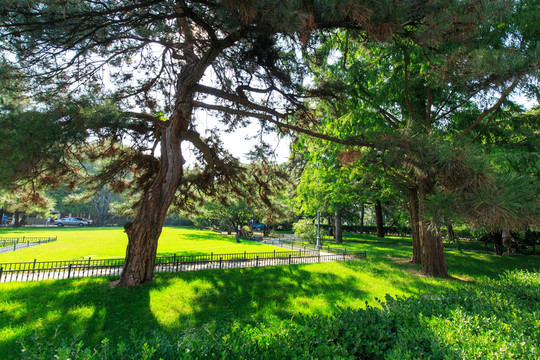 北京大學辦公樓草坪樹木