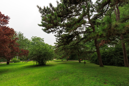 北京大學(xué)辦公樓草坪樹木