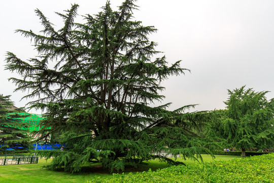 北京大學(xué)辦公樓草坪樹木
