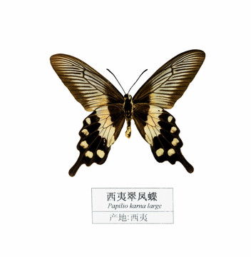 西夷翠鳳蝶