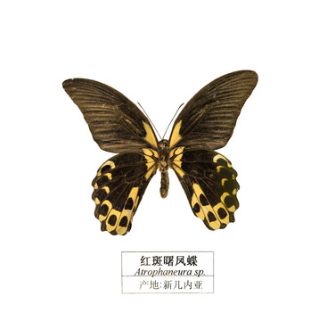 新幾內亞紅斑曙鳳蝶