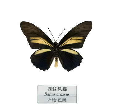 巴西四紋鳳蝶