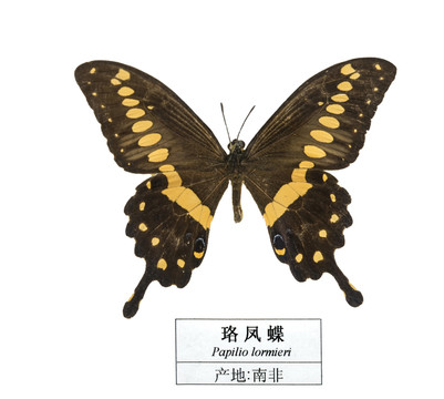 南非珞鳳蝶