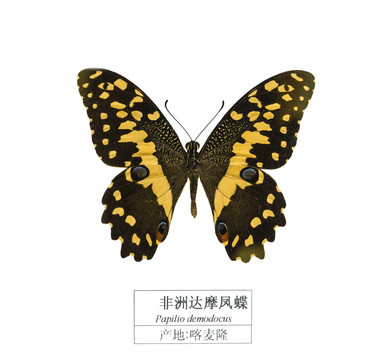 喀麥隆非洲達(dá)摩鳳蝶