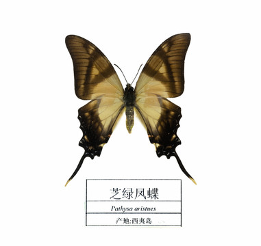西夷島芝綠鳳蝶