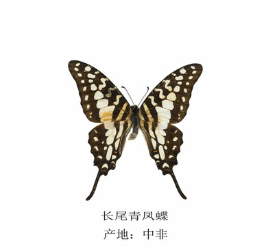 中非長尾青鳳蝶