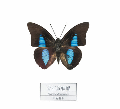 秘魯寶石藍(lán)蛺蝶