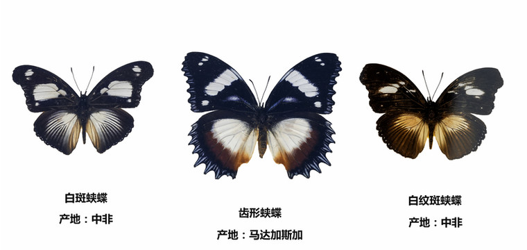 三只蝴蝶