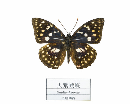 山西大紫蛺蝶